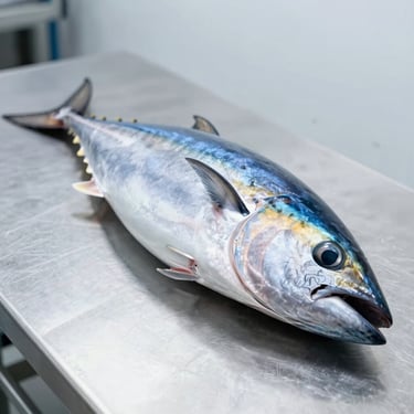 Clean, high-key photograph of fresh yellowfin tuna loin on a cold stainless steel table, sharp focus, sterile industrial environment.