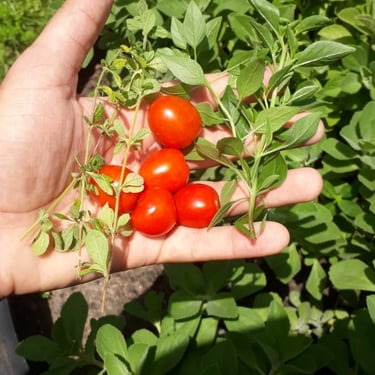 produção de manjericão, orégano, e tomate cereja do sitio: foto de melkzedek gomes