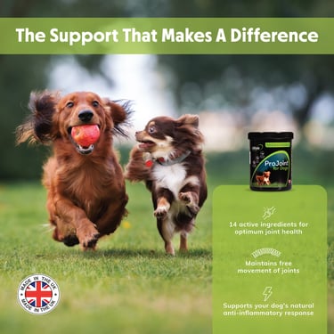 Lillidale ProJoint natural supplement for senior dogs
