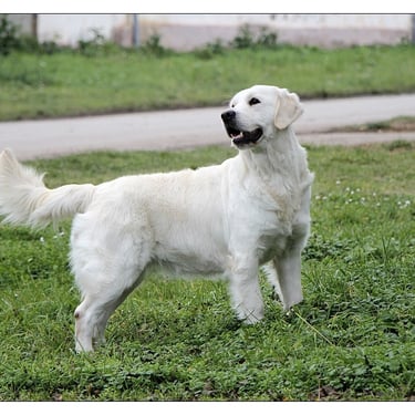 SHAILA so stunning female in Sleepysong Kennel