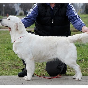 SHAILA posing in Sleepysong Kennel she is a beauty