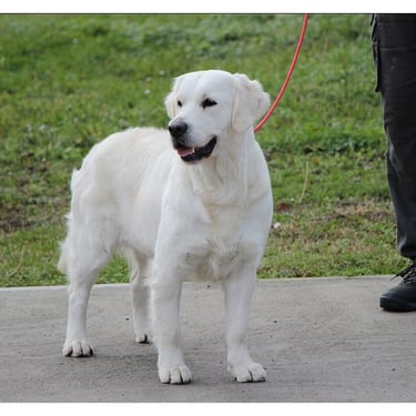 Pretty lady in Sleepysong Kennel SHAILA