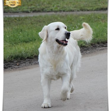 Beautiful Dam in Sleepysong Kennel