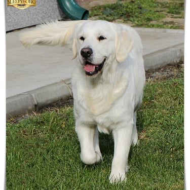 Legatland Arabesca female of Sleepysong Kennel