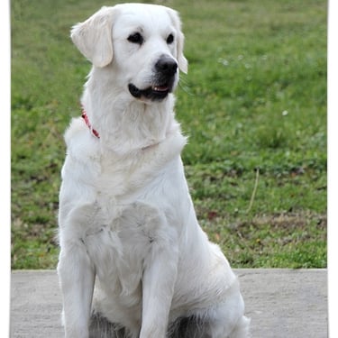 Sleepysong Arabesca so sweet female in the Sleepysong Kennel