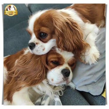 Sleepysong Cavalier King Charles Females dogs