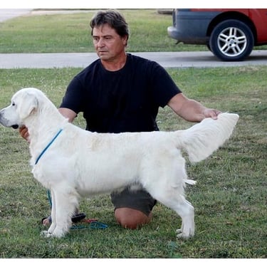 Amazing Show Dog in Sleepysong Kennel 