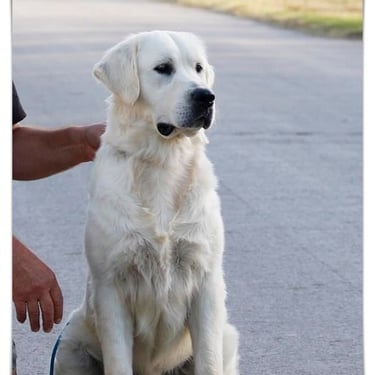 Sleepysong Wrangler Stunning Stud dog in Sleepysong Kennel