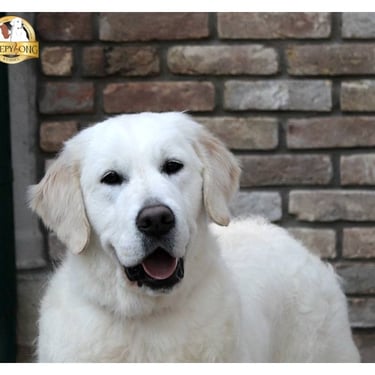 Stud dog in Sleepysong Kennel name SKY