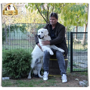 Lovely temperament STUD DOG IN SLEEPYSONG KENNEL. Owner with his dog.