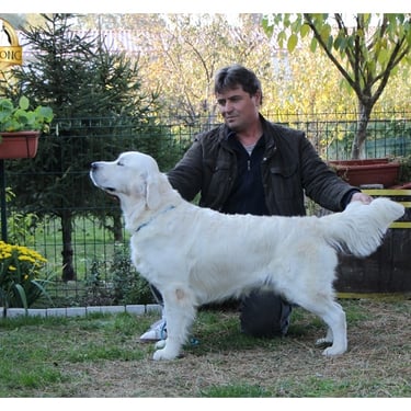 Dog winner posing Sleepysong Kennel with loving dog ''DOLLAR''