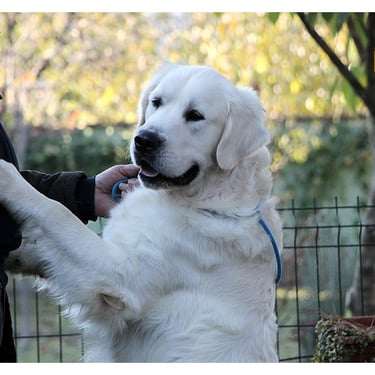 Look at me handsome Stud dog in Sleepysong Kennel. Name Sleepysong Wrangler called Dollar'