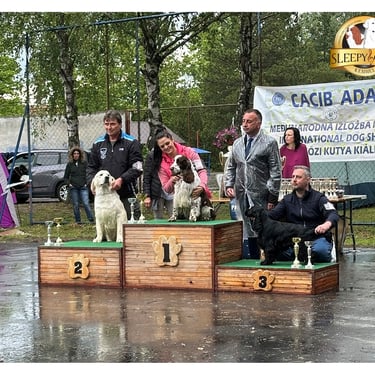 Dog Show achievements in Sleepysong Kennel