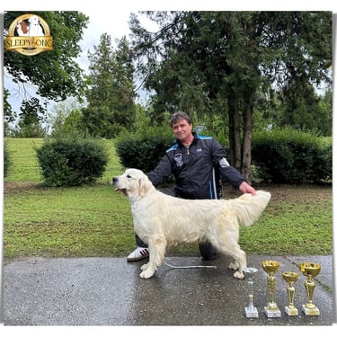 Sleepysong Wrangler Winner dog show in Serbia from Sleepysong Kennel