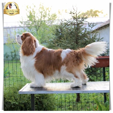 Sleepysong Born Fighter aka Bata posing impeccably for professional image