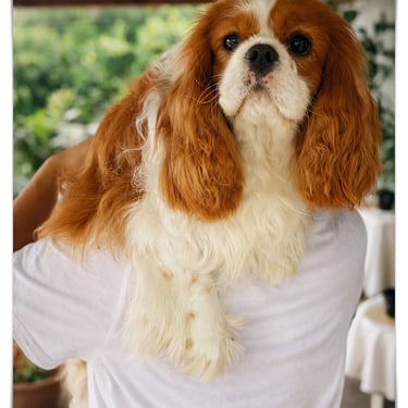 Sleepysong Kennel STUD Cavalier King Charles Spaniel