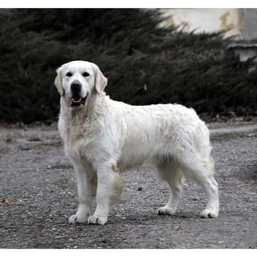 Handsome boy in Sleepysong Kennel name SKY