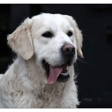 SKY dog STUD Sleepysong Kennel posing so lovingly. 