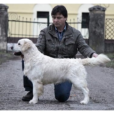 Arjen for Sleepysong Camian's STUD DOG IN SLEEPYSONG KENNEL