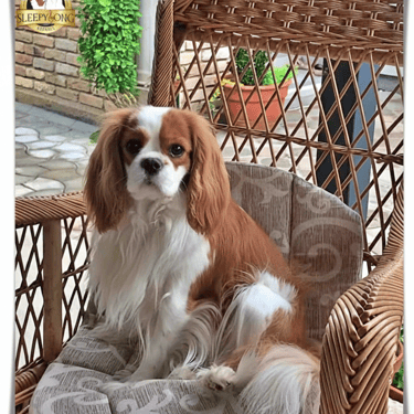 Sleepysong Ambitious Heart female Cavalier King Charles dog in Sleepysong Kennel