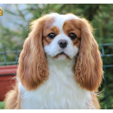 BATA so handsome Cavalier King Charles stunning looks in Sleepysong Kennel