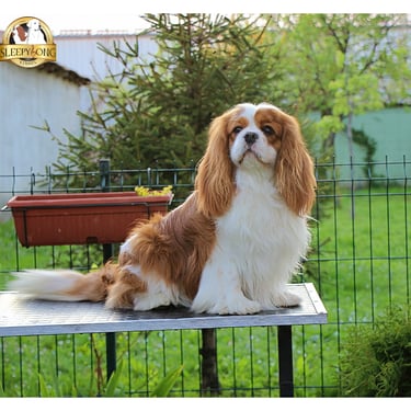 Handsome Stud CKCS showing off to the photoshoot 