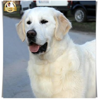 Golden Retriever stud dog in beautiful kennel Sleepysong