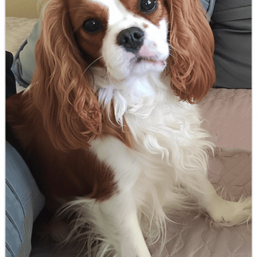 Sleepysong Ambitious Heart Kona female from Sleepysong Kennel of Cavaliers