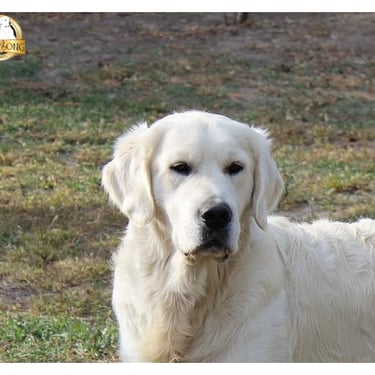 Kennel Sleepysong SKY BOY rocking the posing in nature