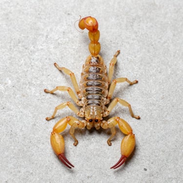 Scientific macro photography of a yellow scorpion, Tityus serrulatus, top-down view on a clean light concrete surface, sharp focus on the stinger.