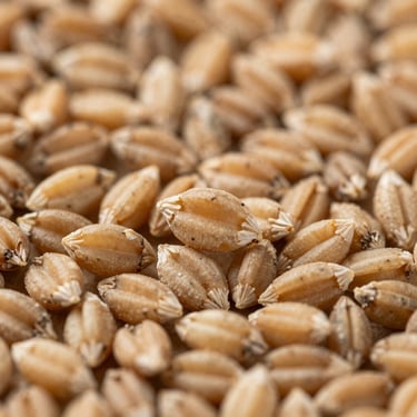 Macro shot of raw golden wheat grains, sharp focus, overcast natural daylight, desaturated earth tones, 35mm