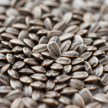 Macro shot of raw agricultural oilseeds, sharp focus, overcast natural daylight, desaturated earth tones, 35mm