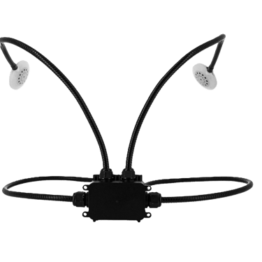 Audiva d'Eulabie col de cygnz