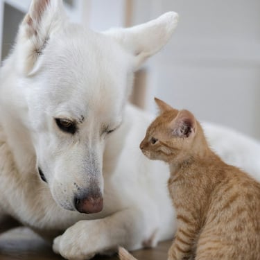 Photo d'un chien et d'un chaton