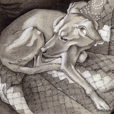 NALA: Pet portrait, Charcoal on toned paper