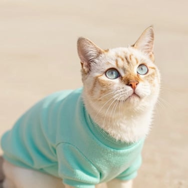 Un gato persa esponjoso vistiendo un cuello tejido turquesa mirando con curiosidad, fondo neutro luminoso.