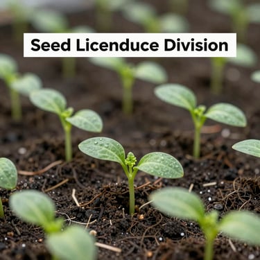 Vibrant green seedlings being nurtured in a community nursery, representing growth and the seed licensing division.