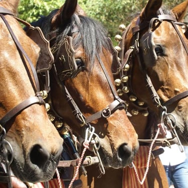 Nerja coches de caballo