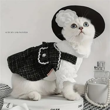 gato vestido de traje negro  con sombrero negro