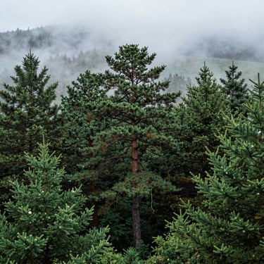 Damp green Galician forest with soft mist rolling through the pine trees, overcast day.