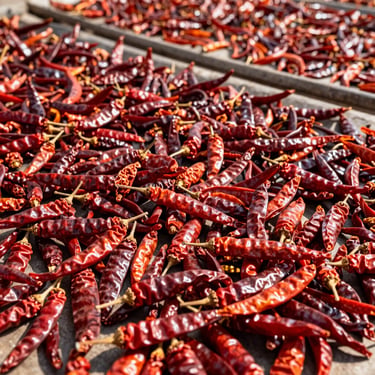 Wrinkled deep red dried chili peppers, sun-drying yard, direct sunlight