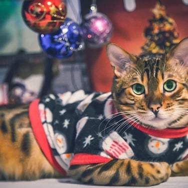 Gatito cafe al pie de un arbol de navidad con su sueter navideño