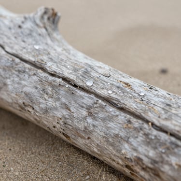 Macro shot of weathered driftwood on a sandy beach, soft morning light, water droplets on the wood grain, organic texture, 35mm