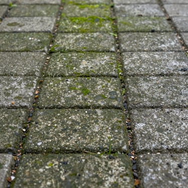 Extreme close-up of heavily soiled concrete paving slabs covered in green algae and dark grime deposits, overcast natural daylight, ground-level framing, no people