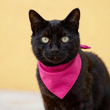 gato negro con paliacate rosa
