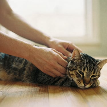 Masaje para gatos