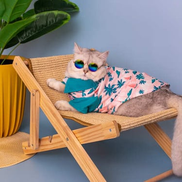 Gato en hamaca con camisa