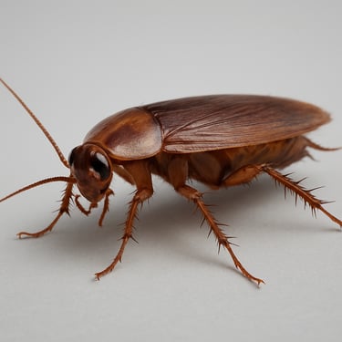 Macro-photography of a German cockroach isolated on a light gray background, clean scientific presentation.