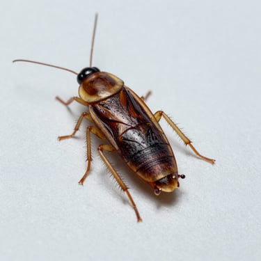 Clinical macro photography of a German cockroach on a sterile surface, high-resolution scientific detail.