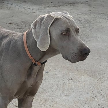 vinnie femelle reproductrice chienne braque de weimar arche du negadis paulhan